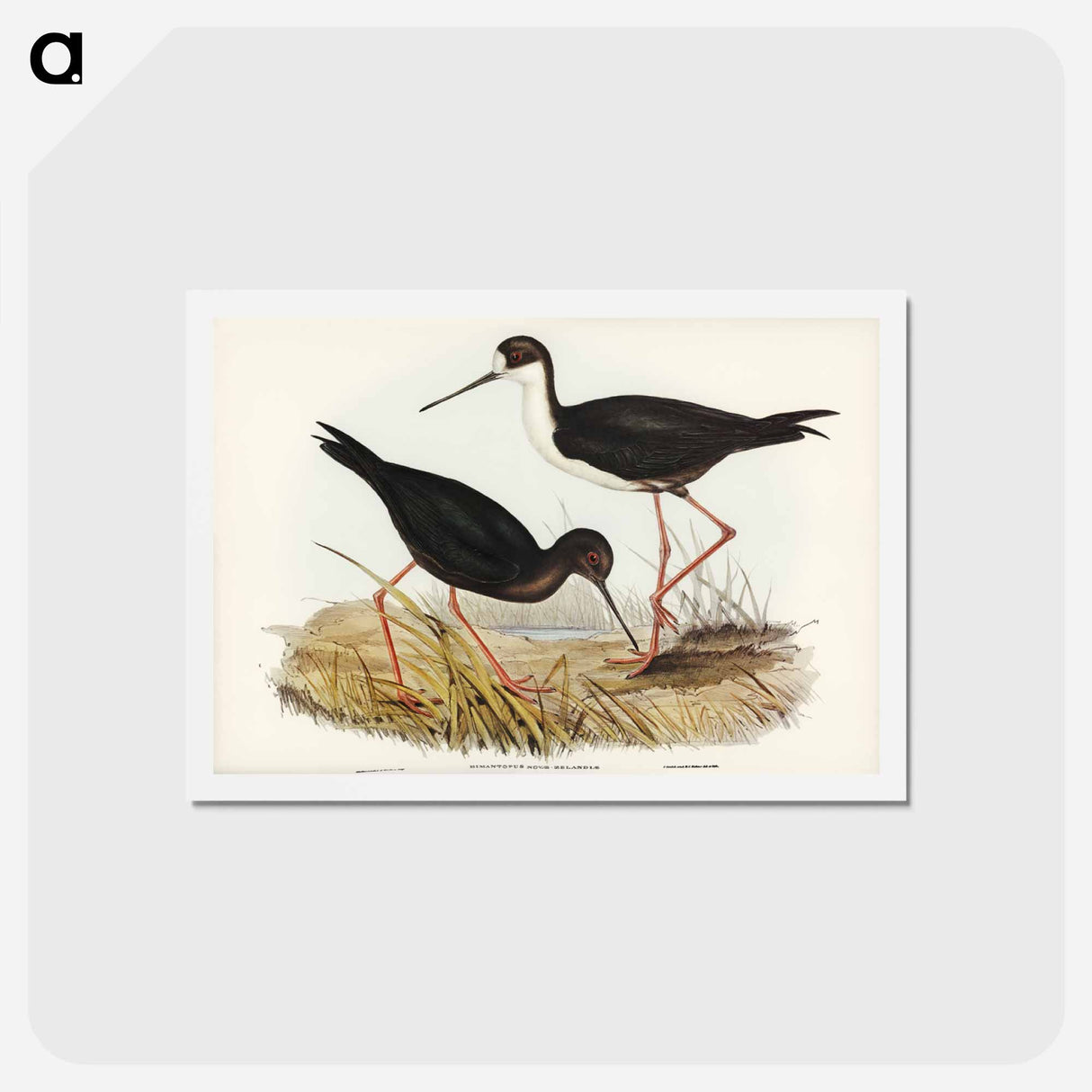 アートポストカード-New Zealand Stilt
- ジョン グールド Postcard.