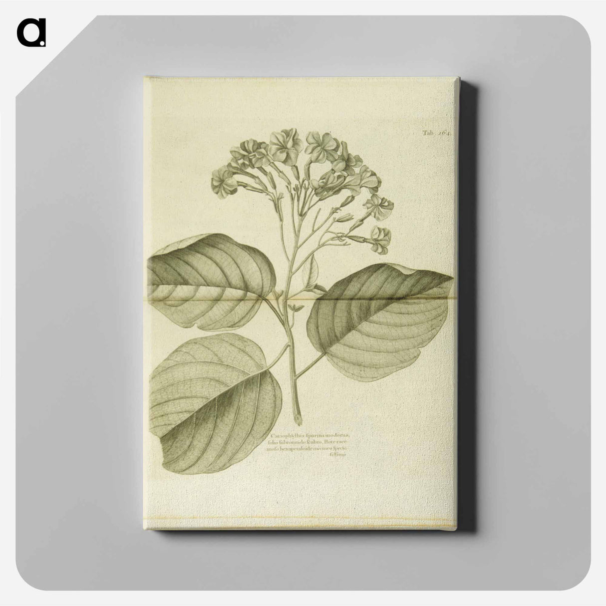 アートパネル-Cariophyllus spurius inodorus
- 国立医学図書館 Canvas.