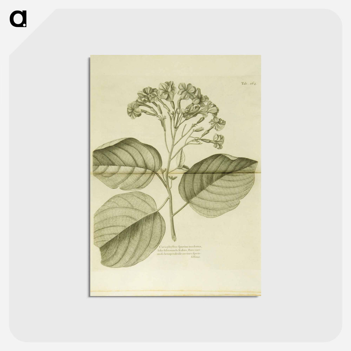 アートポストカード-Cariophyllus spurius inodorus
- 国立医学図書館 Postcard.
