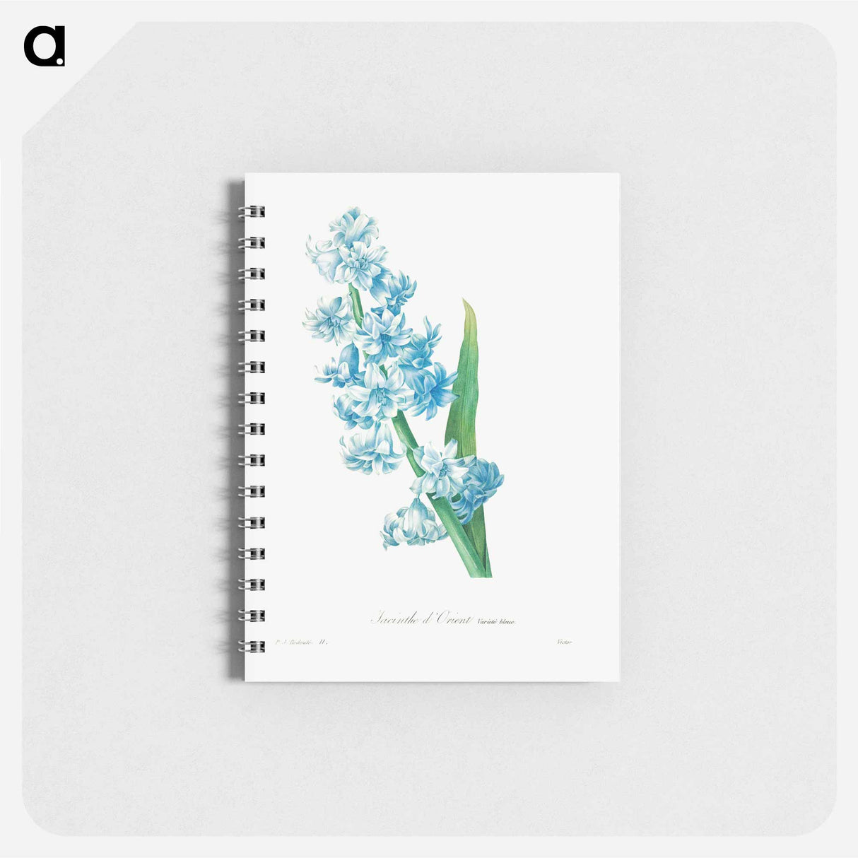 Blue hyacinth - ピエール ジョゼフ ルドゥーテ Memo.