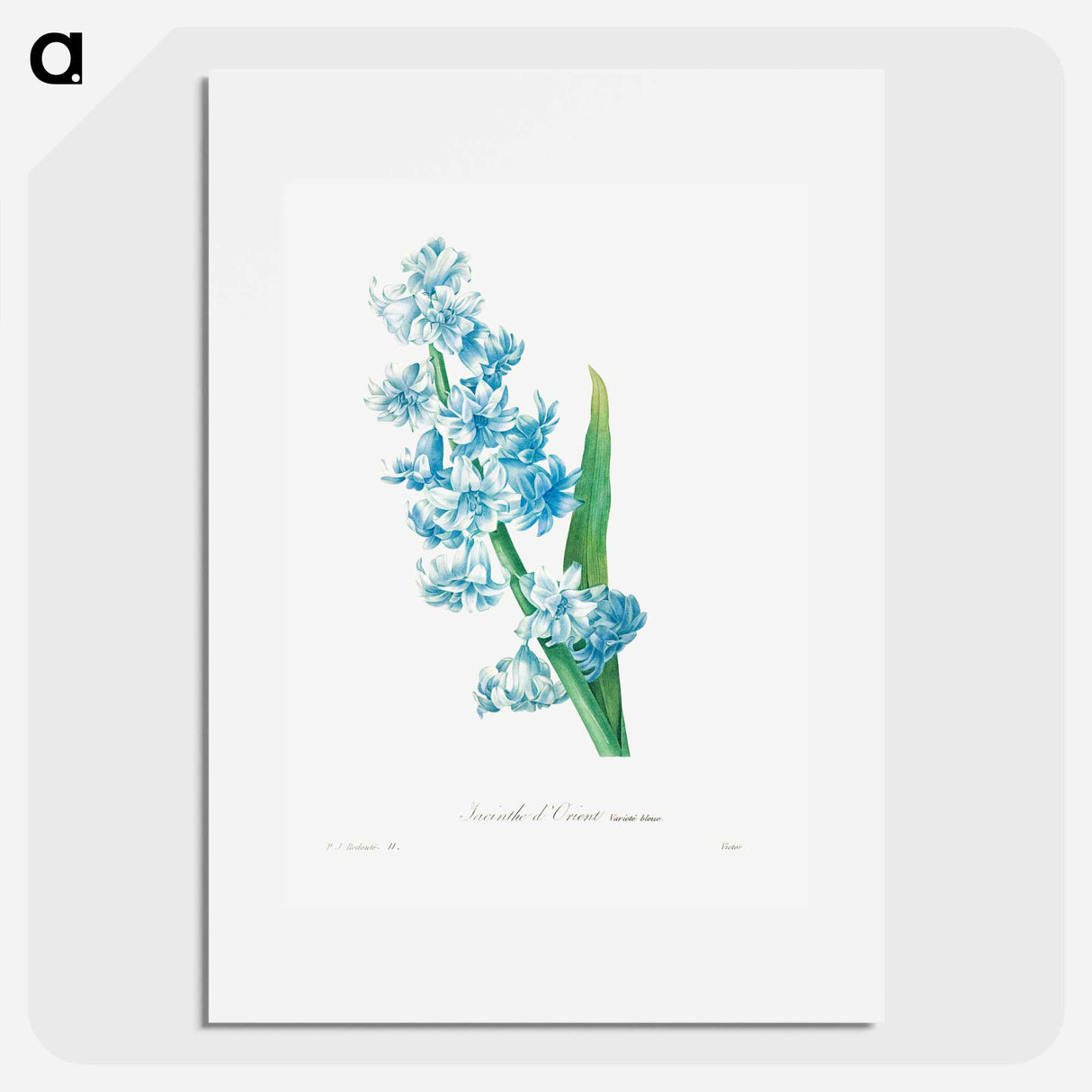 アートポスター-Blue hyacinth - ピエール ジョゼフ ルドゥーテ Poster.