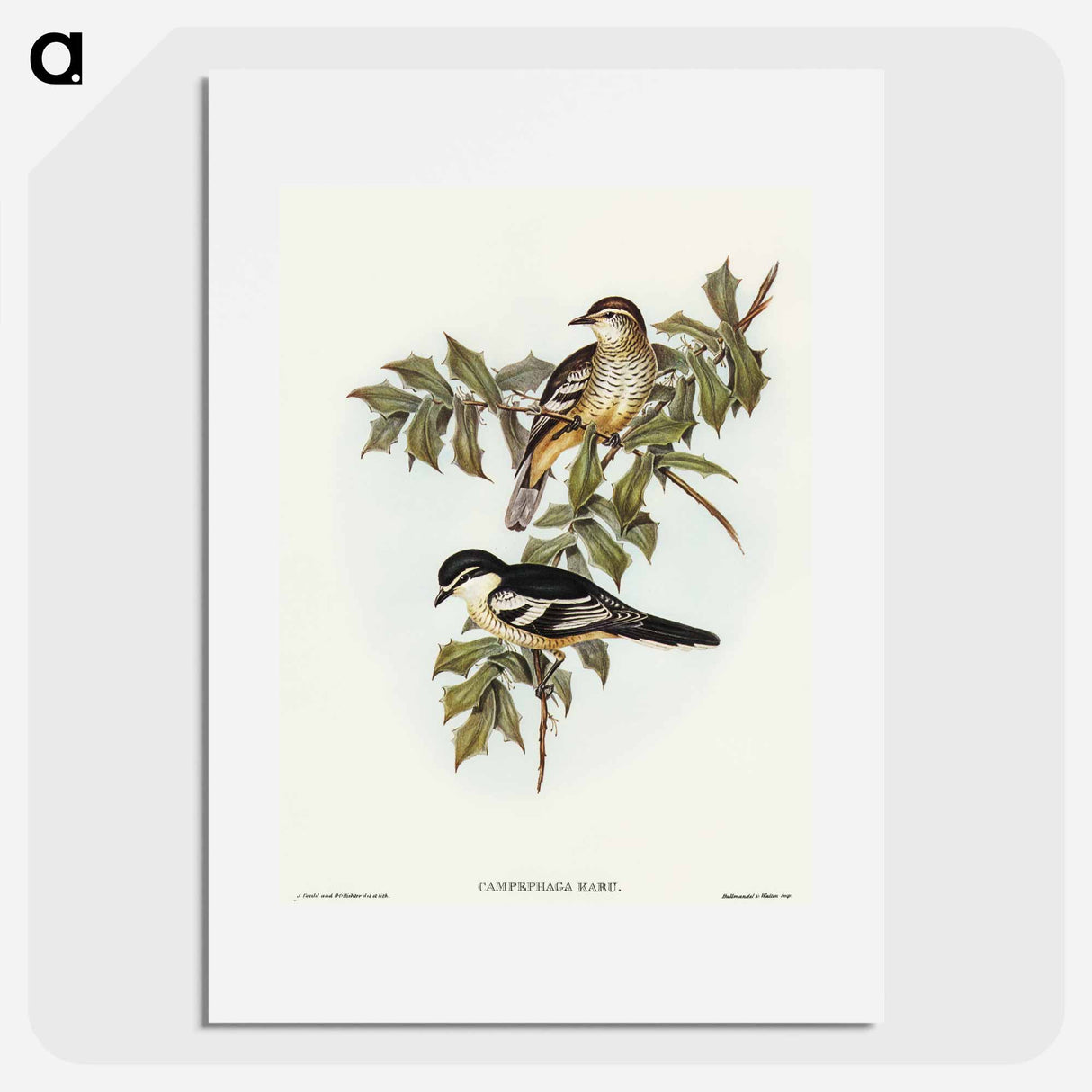 アートポスター-Northern Cuckooshrike
- オーストラリアの鳥 Poster.