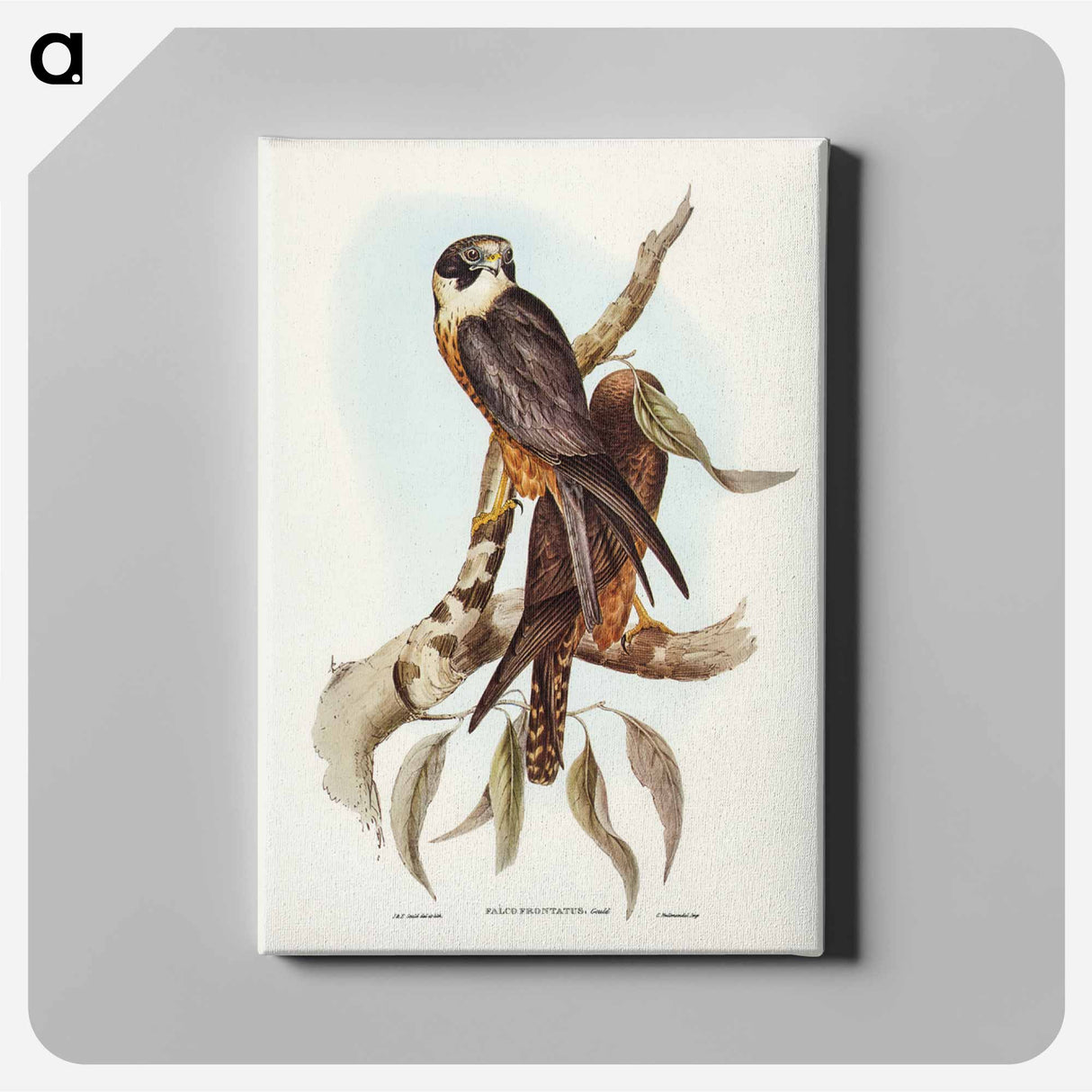 アートパネル-Birds of Australia
- ジョン グールド Canvas.