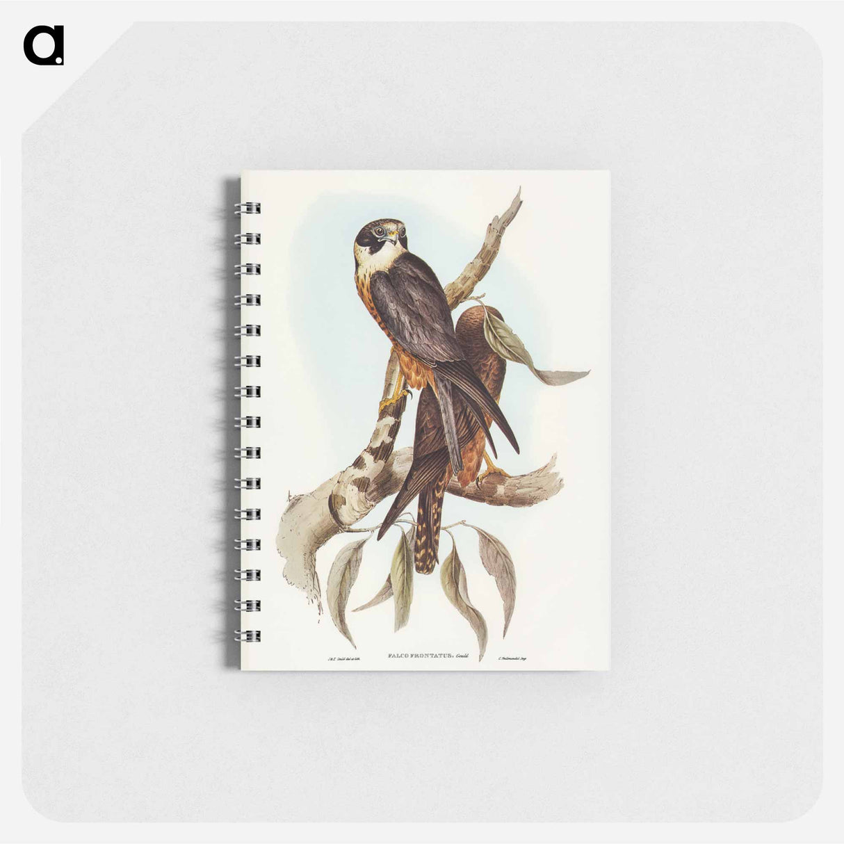 アートメモ帳-Birds of Australia
- ジョン グールド Memo.