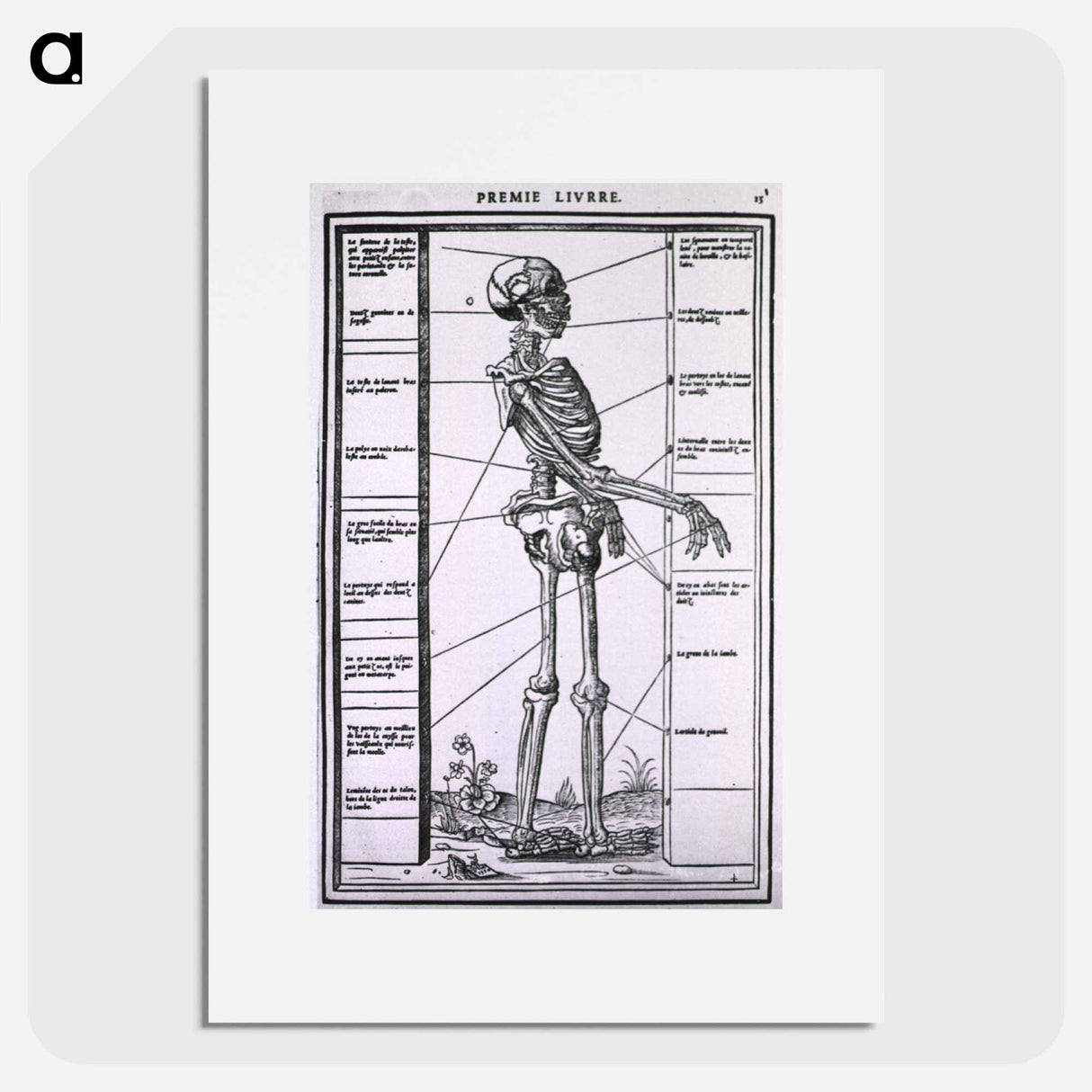 アートポスター-Anatomy of a Skeleton
- 国立医学図書館 Poster.