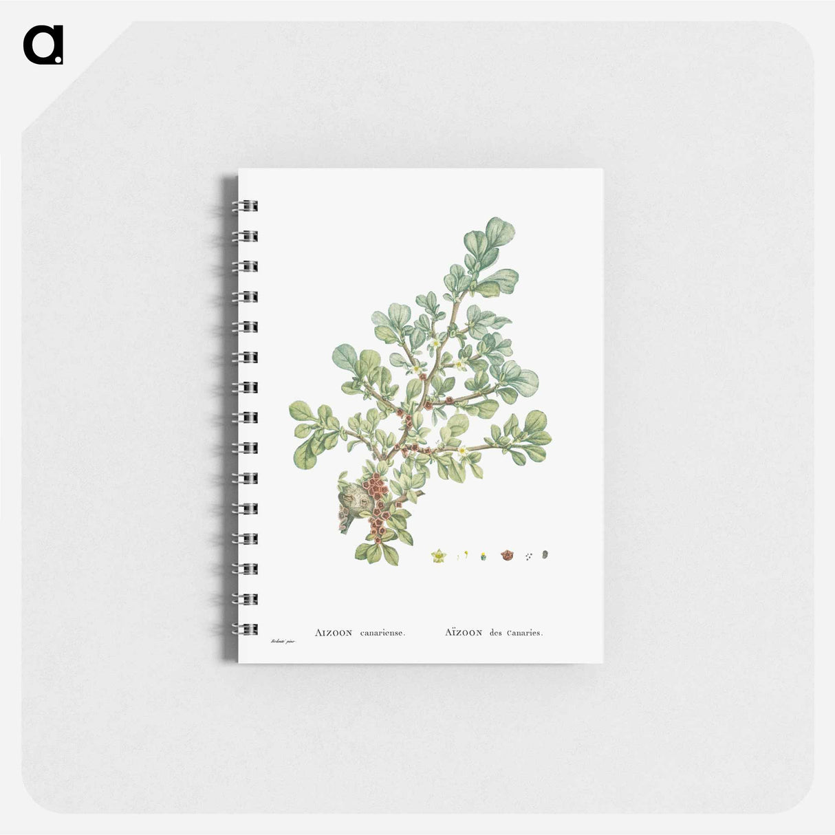 Aizoon Canariense - ピエール ジョゼフ ルドゥーテ Memo.