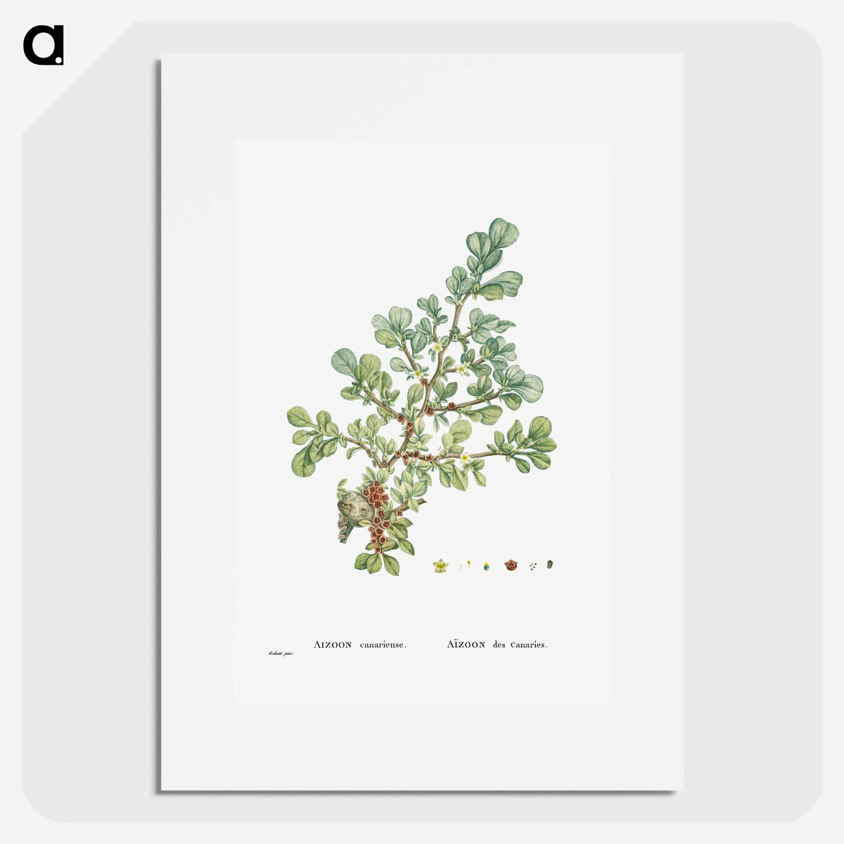 Aizoon Canariense - Pierre Joseph Redouté Poster.