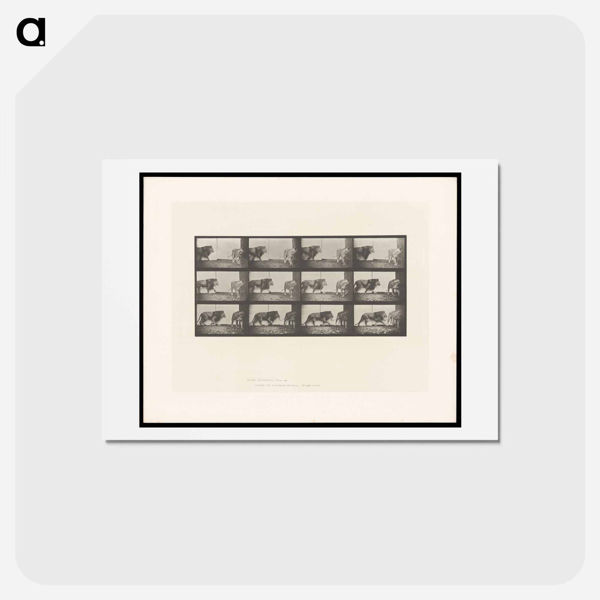 アートポストカード-Walking Lion
- エドワード マイブリッジ Postcard.