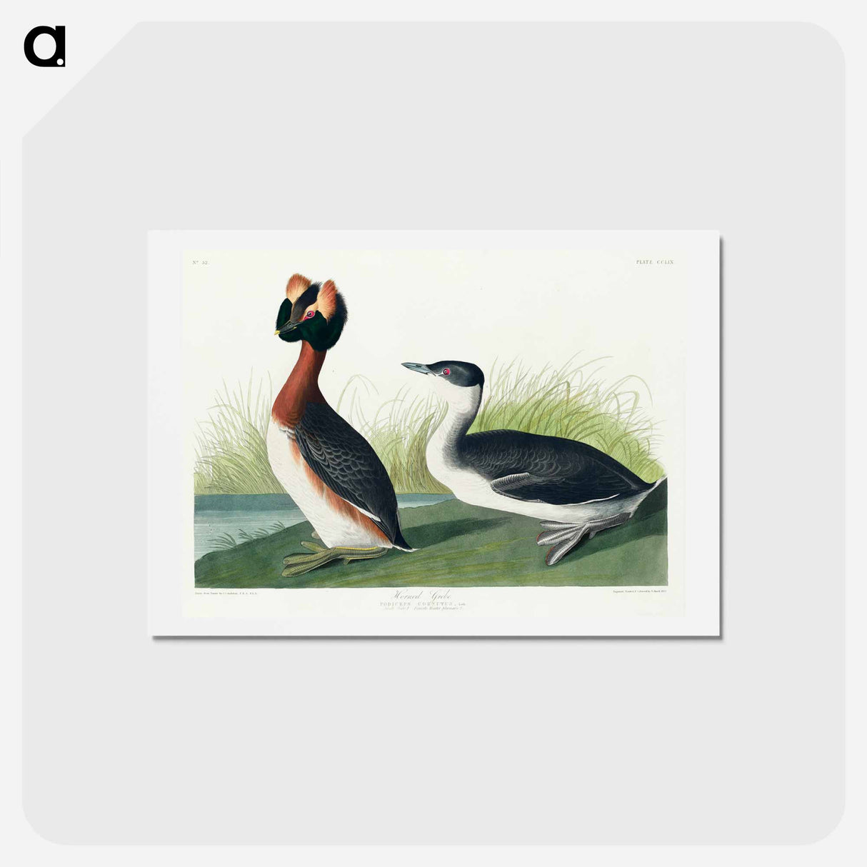 アートポストカード-Horned Grebe
- ジョン ジェームス オーデュボン Postcard.