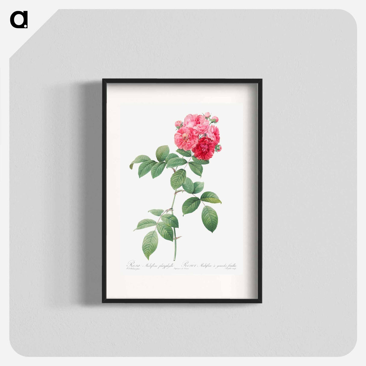 Seven Sisters Roses - Pierre Joseph Redouté Poster.