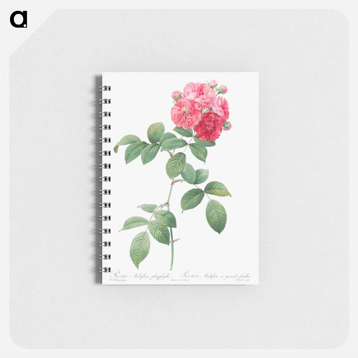 Seven Sisters Roses - ピエール ジョゼフ ルドゥーテ Memo.