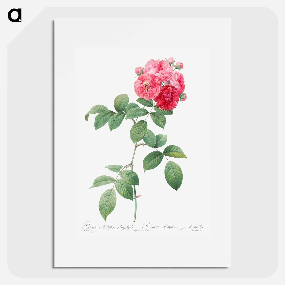 Seven Sisters Roses - Pierre Joseph Redouté Poster.