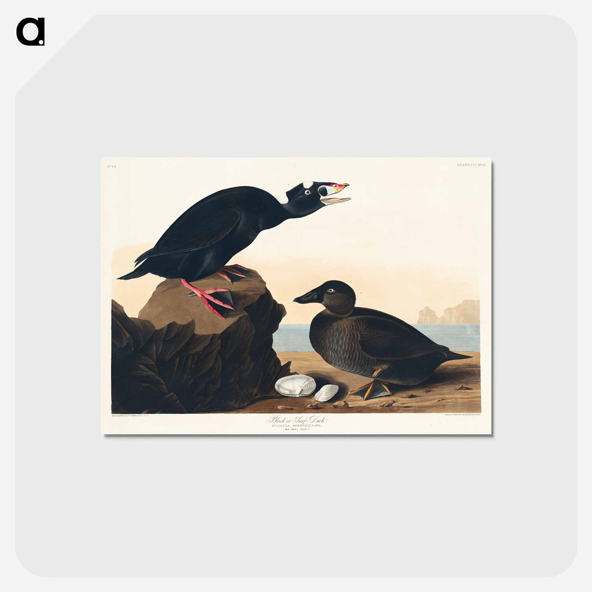 アートポストカード-Black or Surf Duck
- アメリカの鳥たち Postcard.