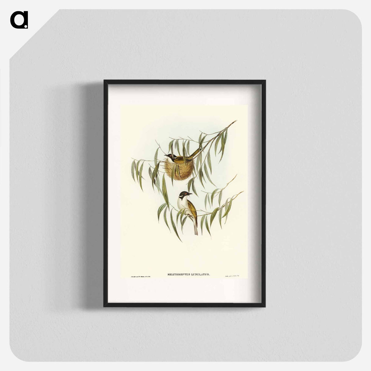アートポスター-Lunulated Honey-eater
- オーストラリアの鳥 Poster.