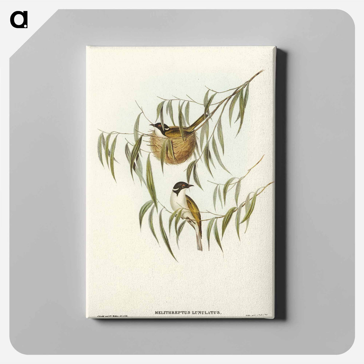 アートパネル-Lunulated Honey-eater
- オーストラリアの鳥 Canvas.