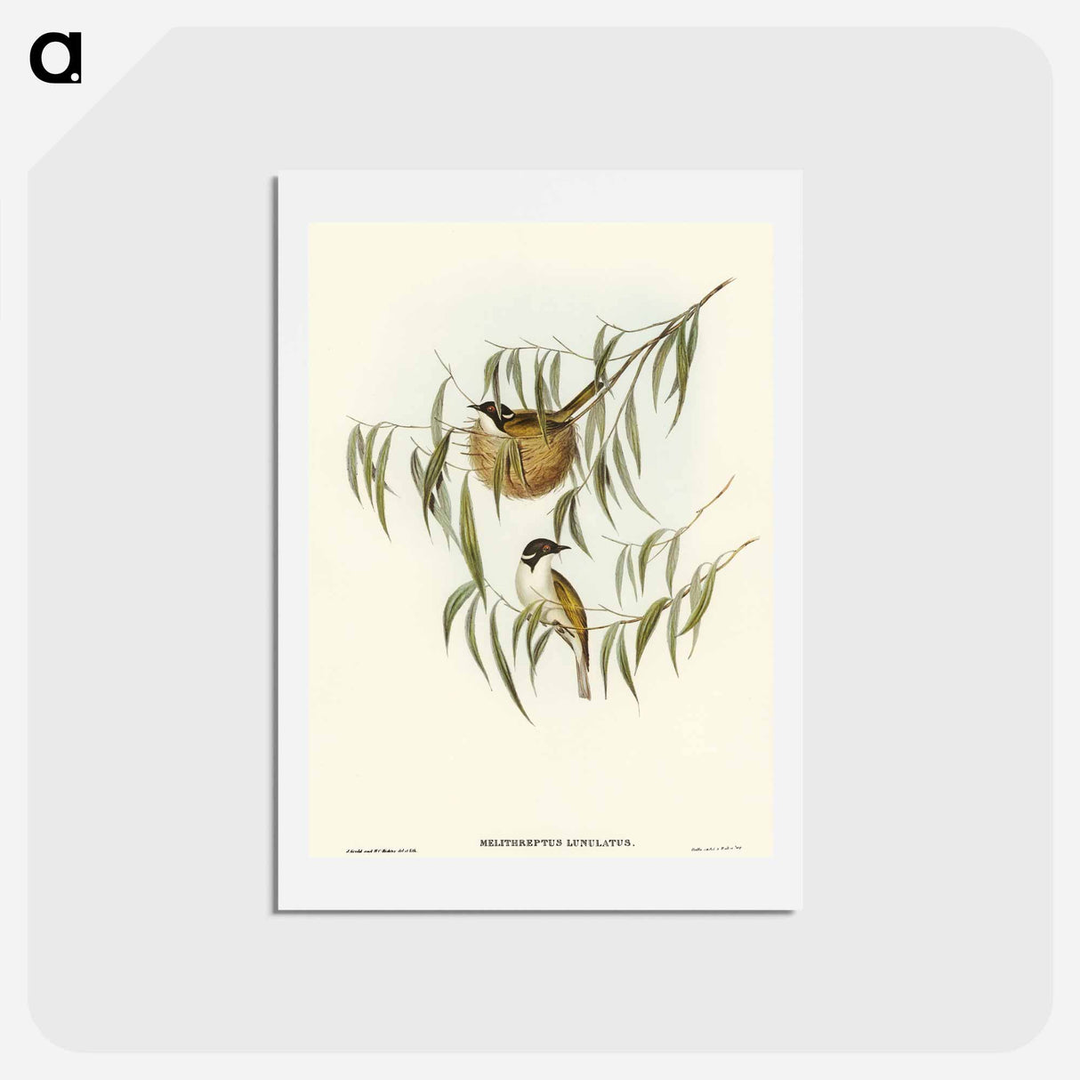 アートポストカード-Lunulated Honey-eater
- オーストラリアの鳥 Postcard.