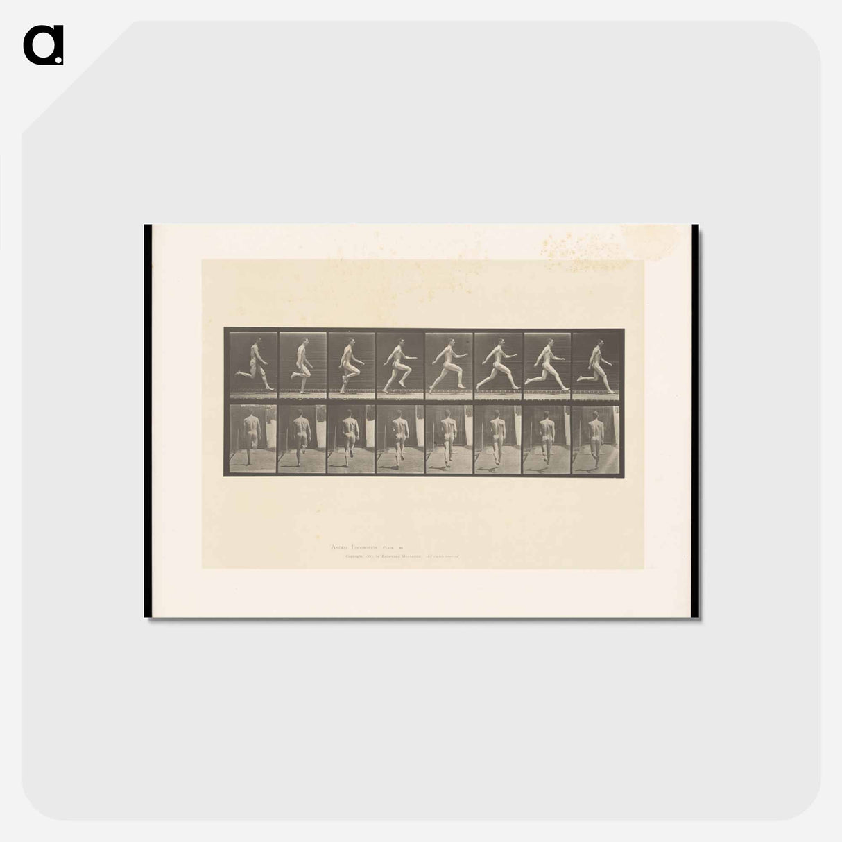 アートポストカード-Sprinting Man
- エドワード マイブリッジ Postcard.