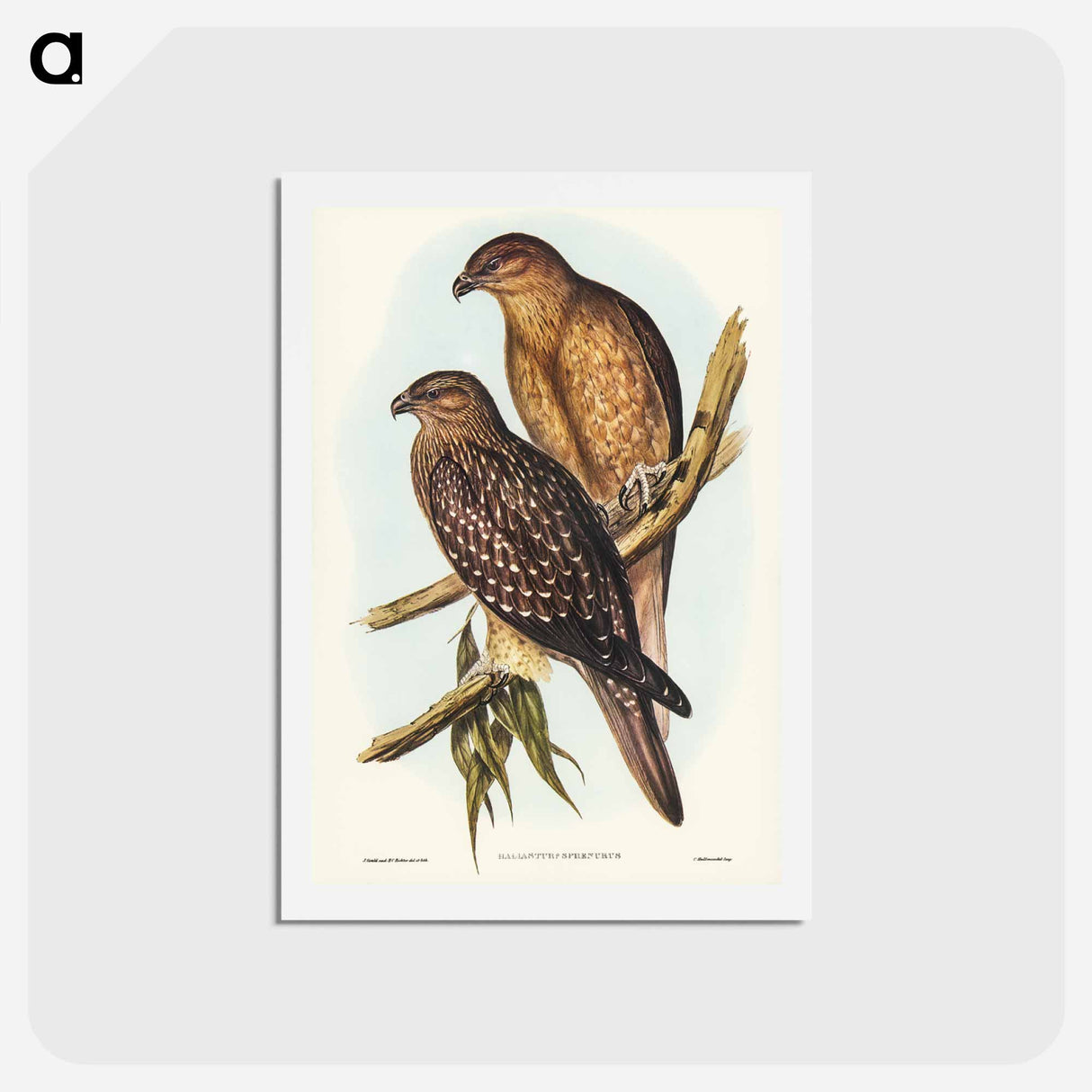 アートポストカード-Birds of Australia
- ジョン グールド Postcard.