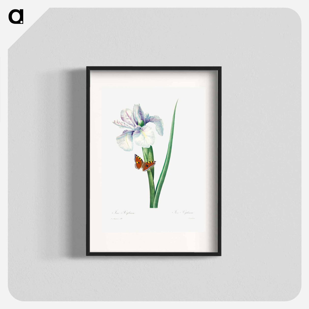Spanish iris - Pierre Joseph Redouté Poster.