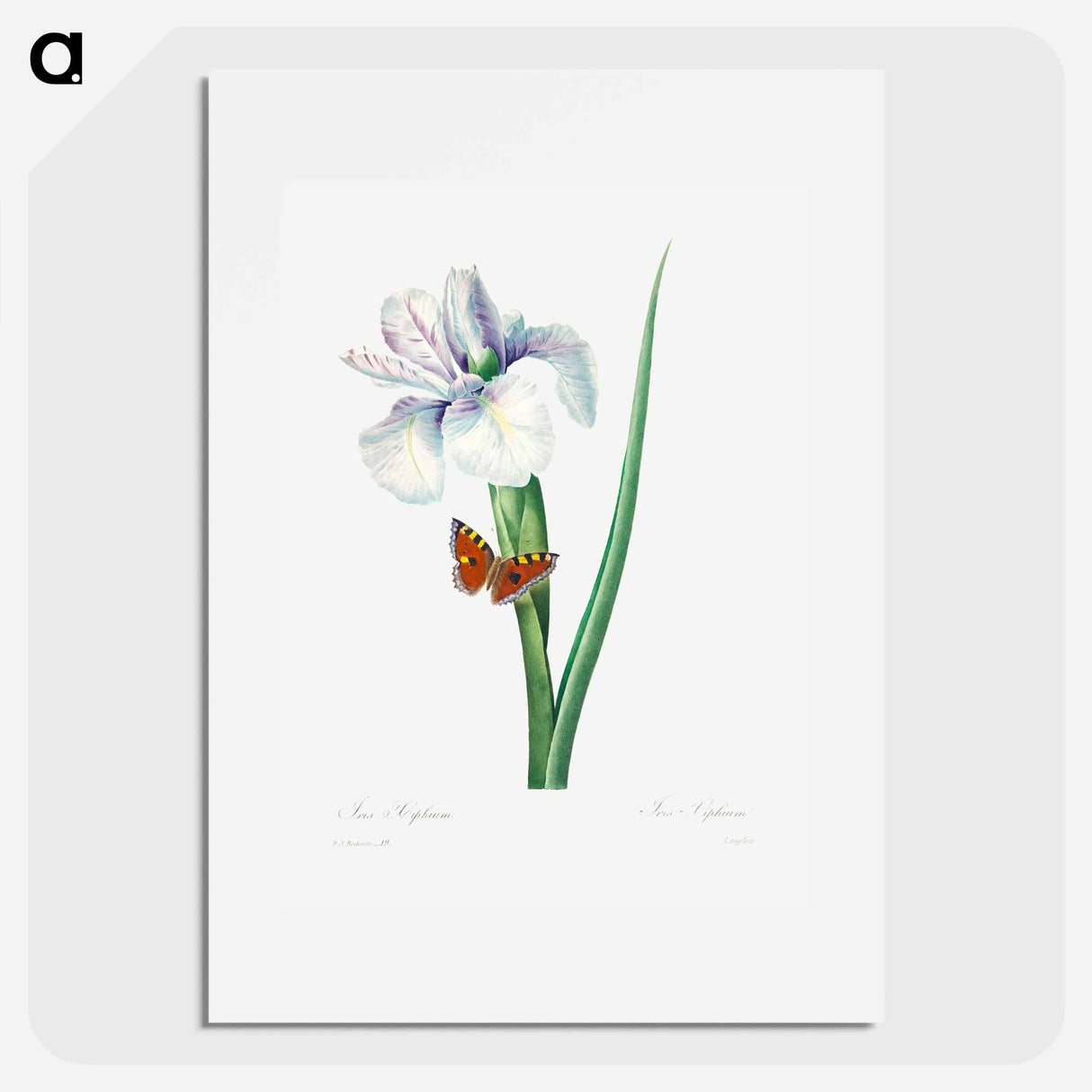 Spanish iris - Pierre Joseph Redouté Poster.