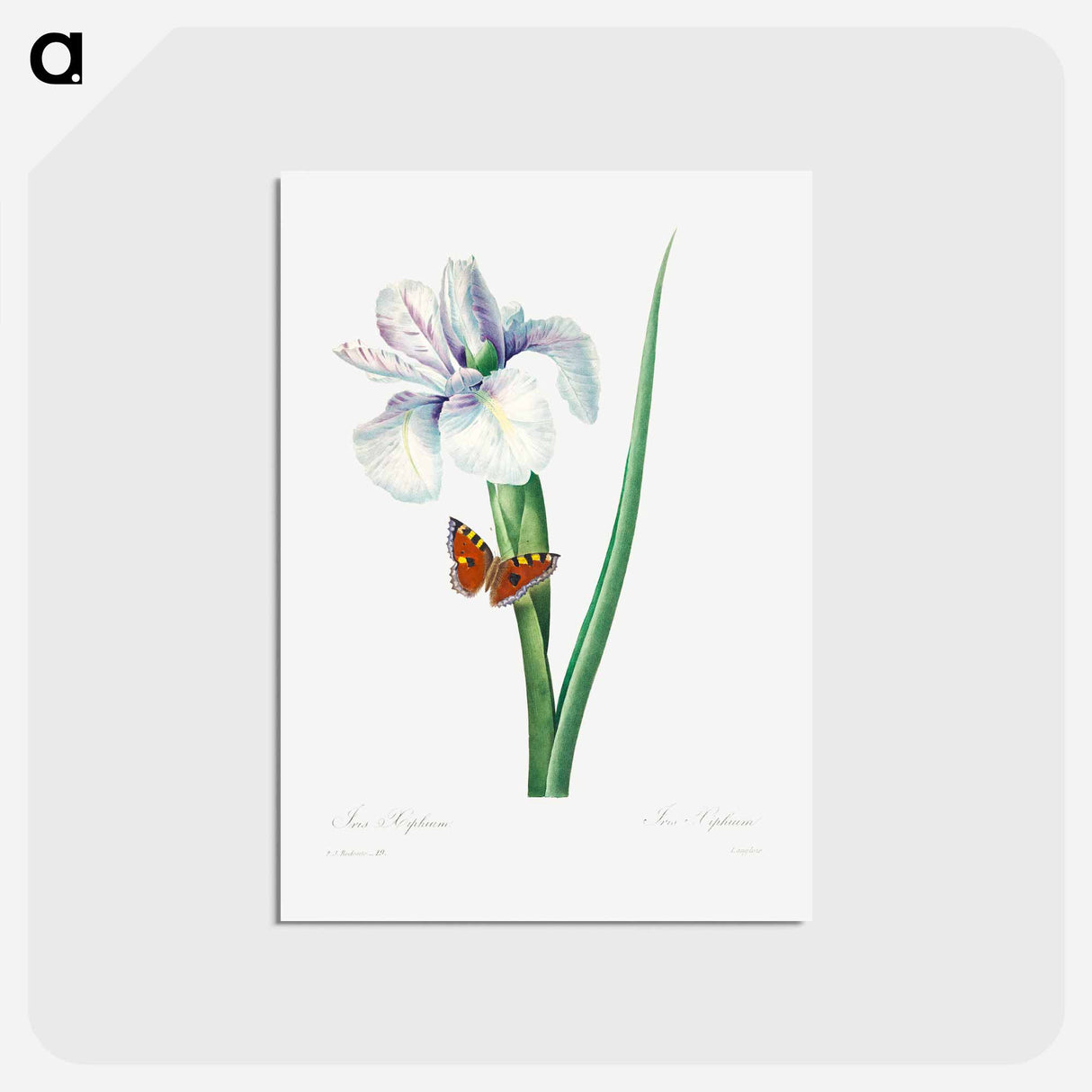 アートポストカード-Spanish iris - ピエール ジョゼフ ルドゥーテ Postcard.