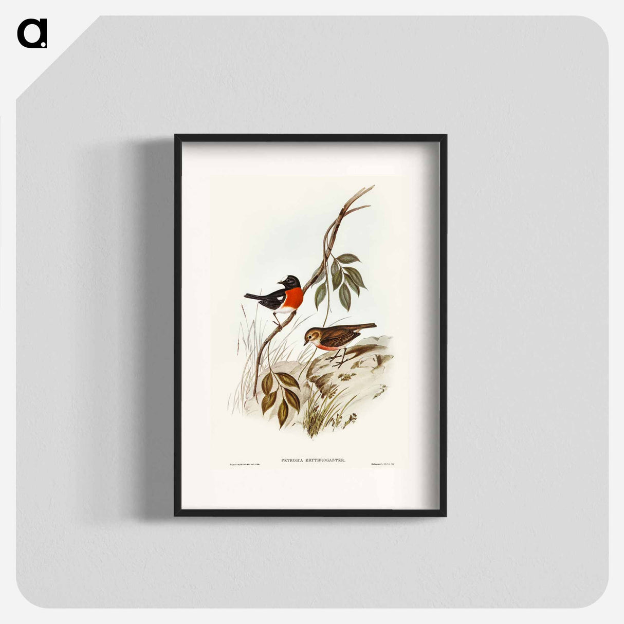 Norfolk Island Robin
- オーストラリアの鳥 Poster.