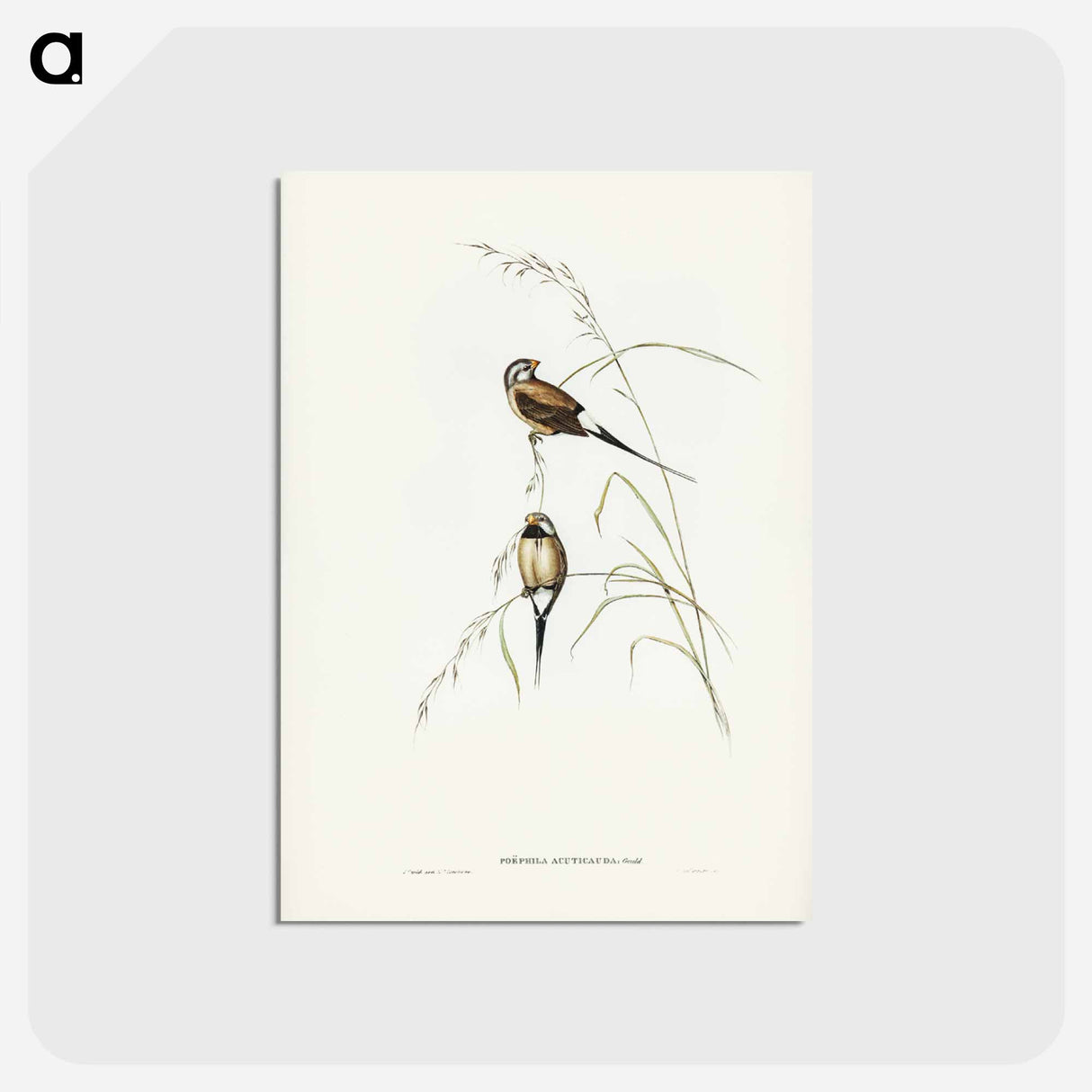 アートポストカード-Long-tailed Grass Finch
- ジョン グールド Postcard.
