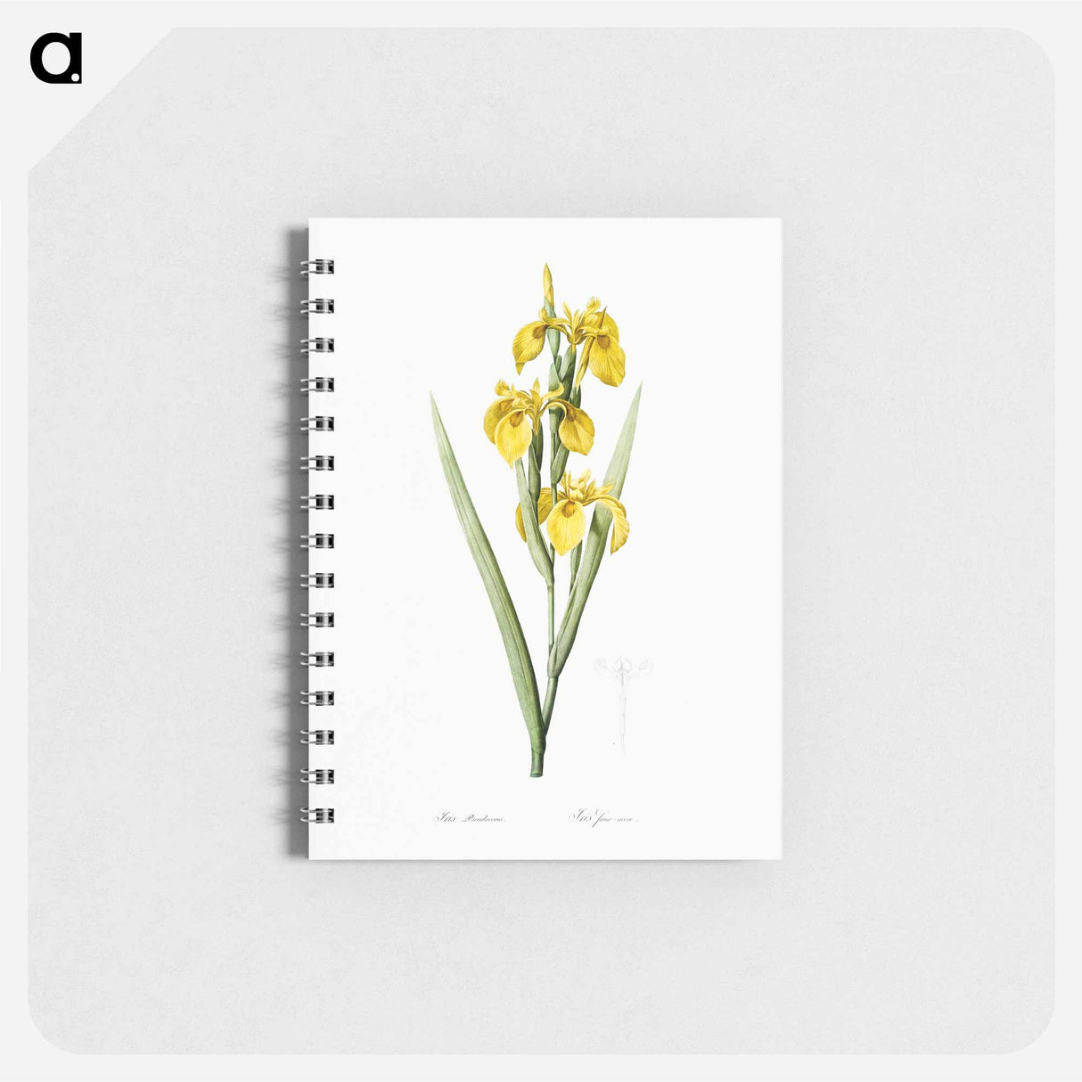 Irises - ピエール ジョゼフ ルドゥーテ Memo.