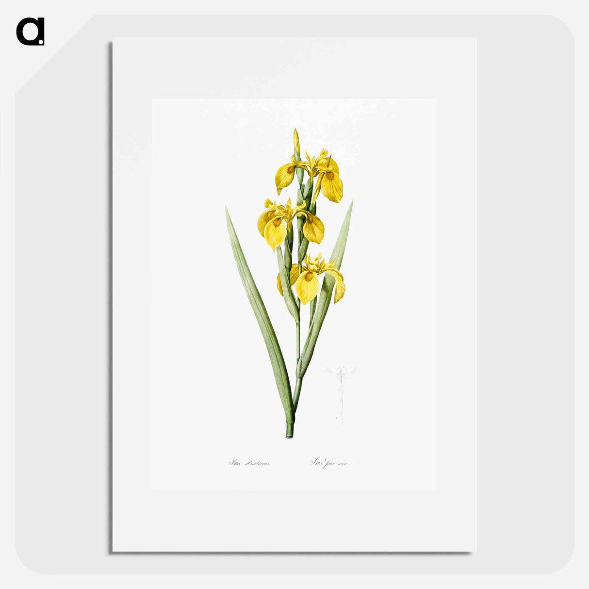 Irises - Pierre Joseph Redouté Poster.