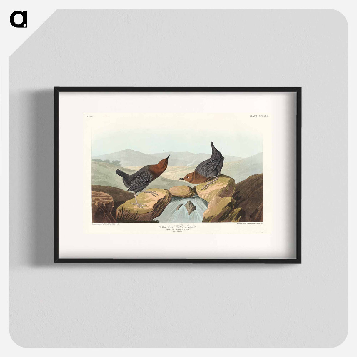 アートポスター-American Water Ouzel
- アメリカの鳥たち Poster.