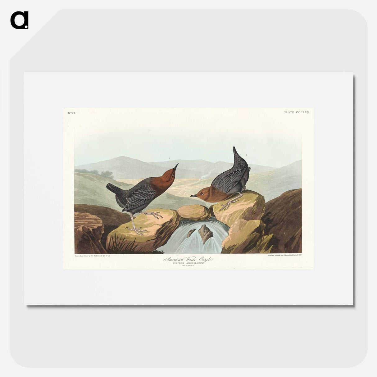 アートポスター-American Water Ouzel
- アメリカの鳥たち Poster.