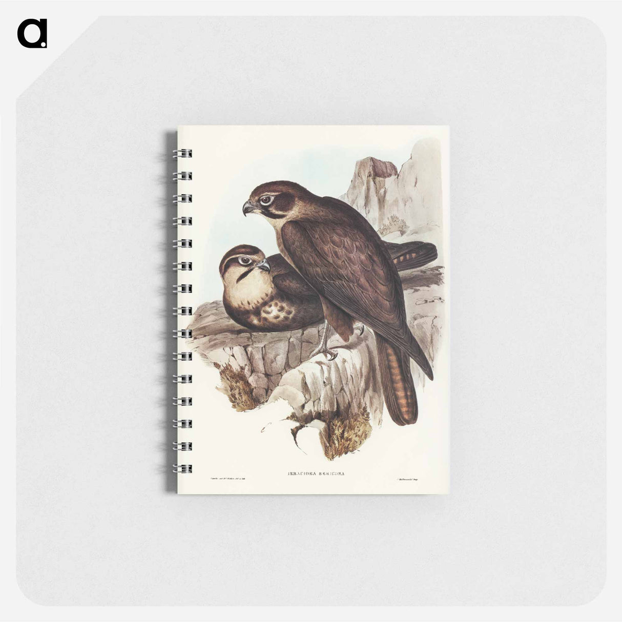 アートメモ帳-Brown Hawk
- オーストラリアの鳥 Memo.