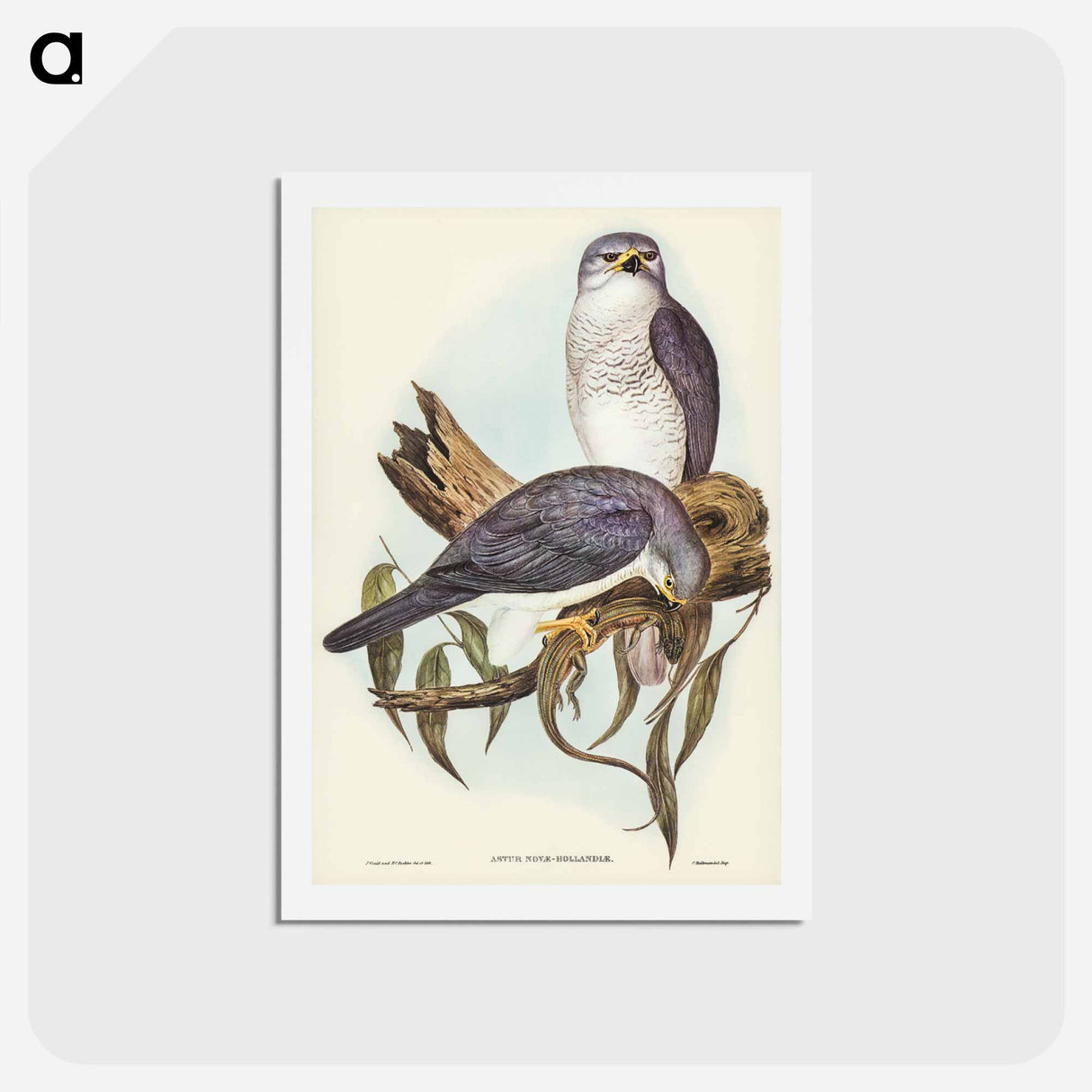アートポストカード-New Holland Goshawk
- ジョン グールド Postcard.