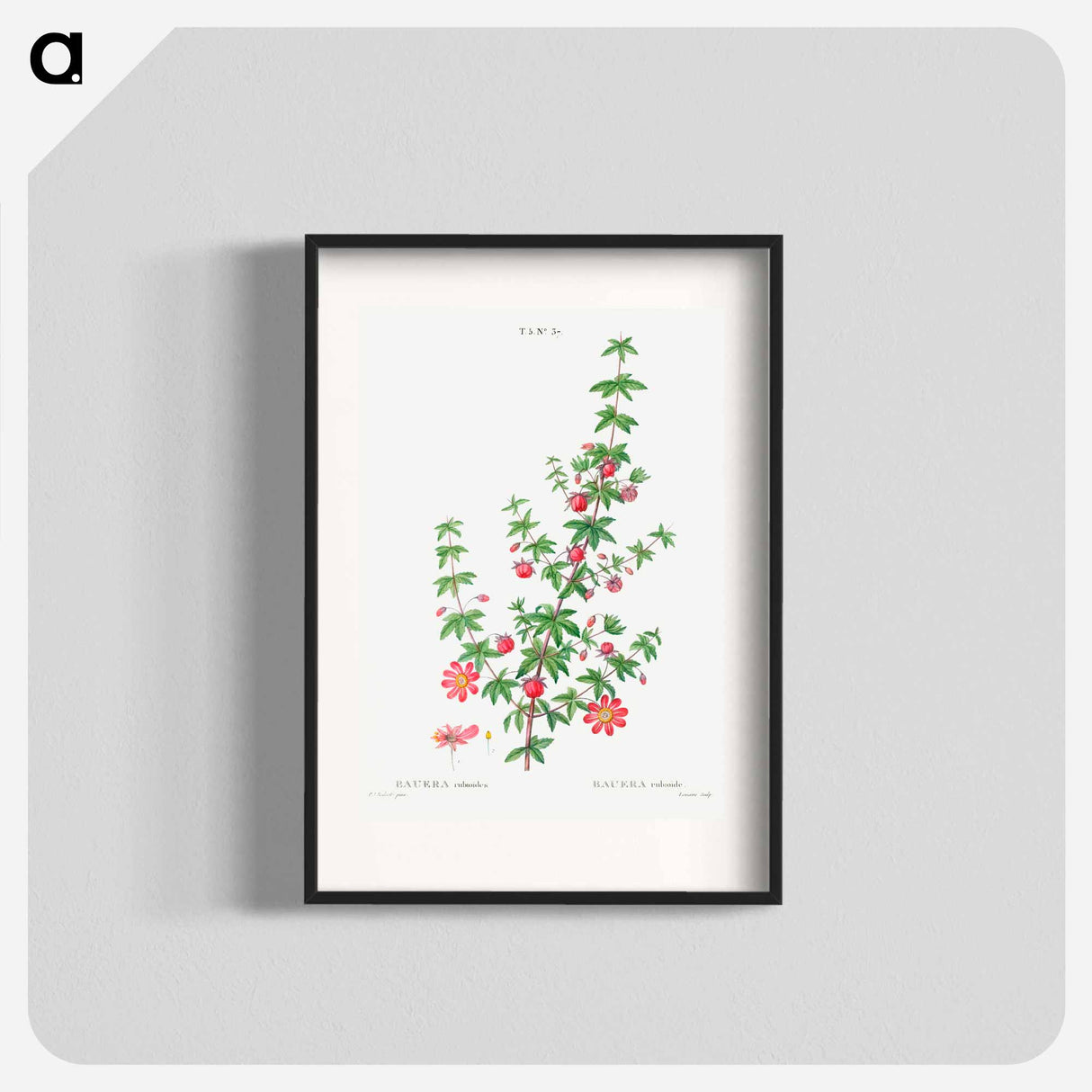 Madder-leaved bauera - Pierre Joseph Redouté Poster.