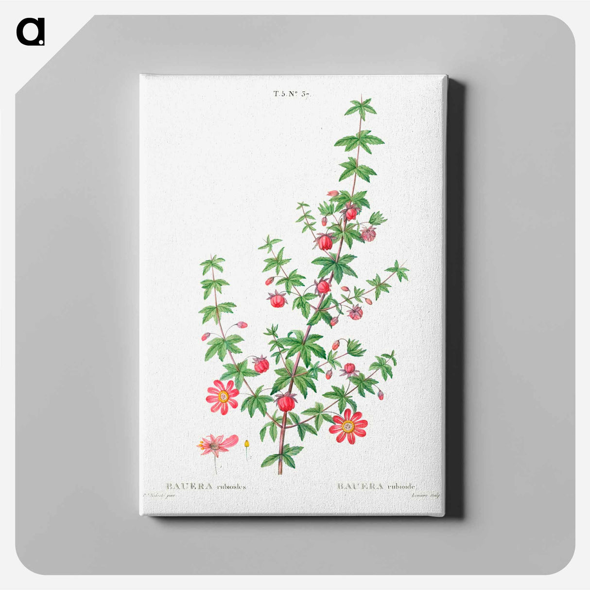 Madder-leaved bauera - Pierre Joseph Redouté Canvas.