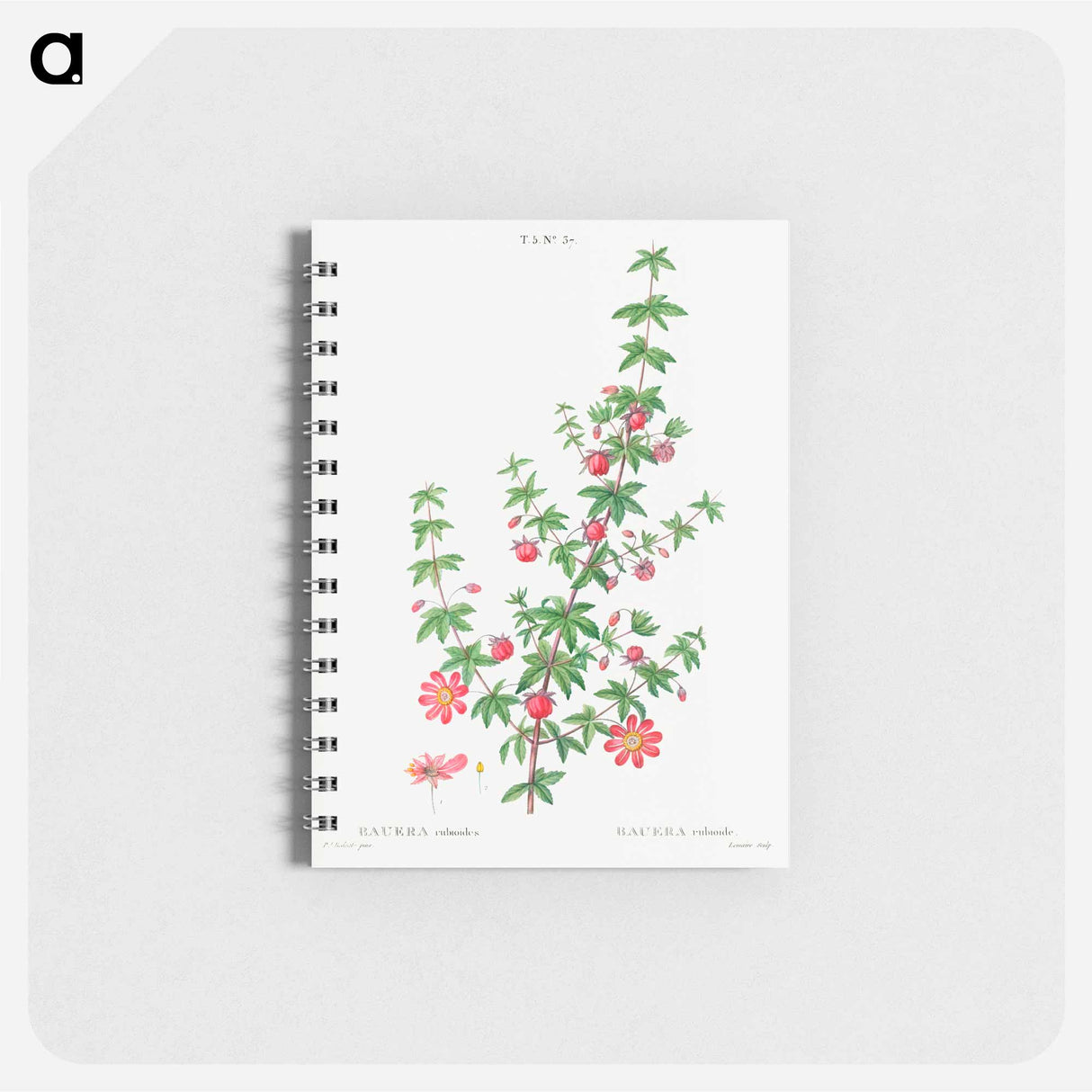 Madder-leaved bauera - ピエール ジョゼフ ルドゥーテ Memo.