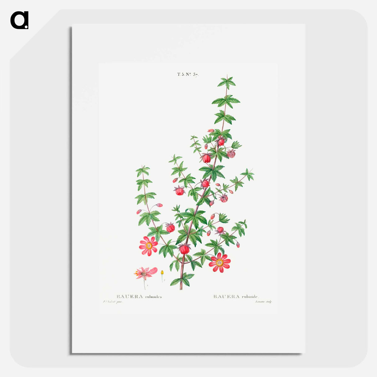 Madder-leaved bauera - Pierre Joseph Redouté Poster.
