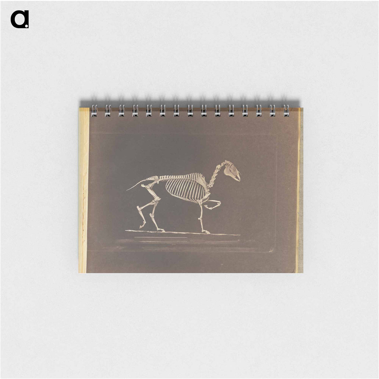 アートメモ帳-Trotting
- エドワード マイブリッジ Memo.