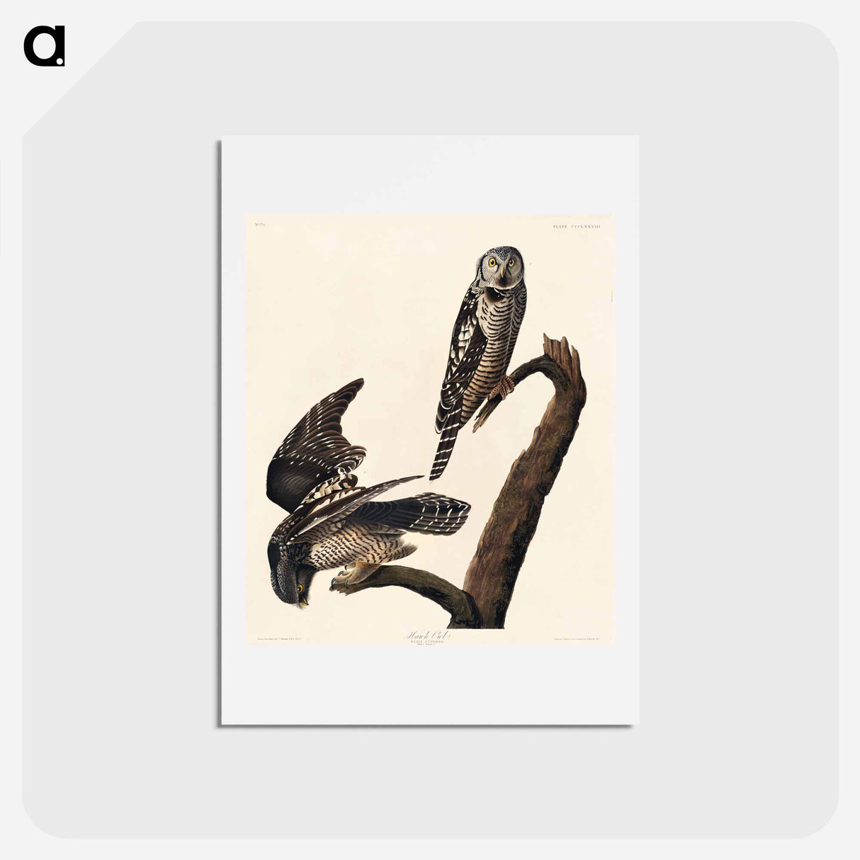 アートポストカード-Hawk Owl from Birds of America
- ジョン ジェームス オーデュボン Postcard.