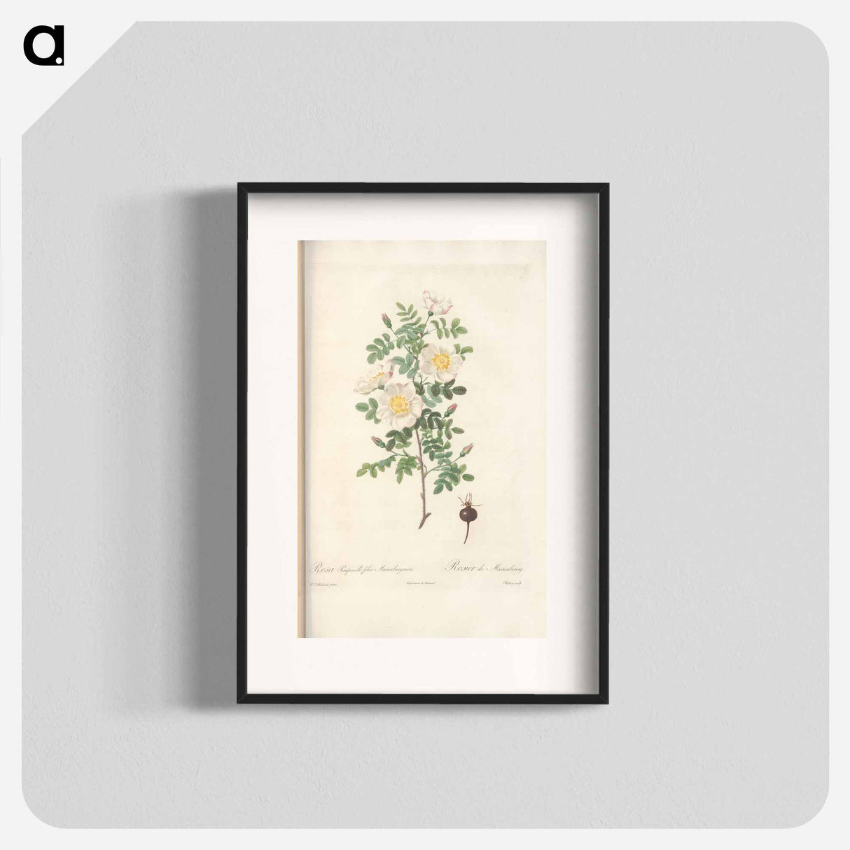 Rose illustration - ピエール ジョゼフ ルドゥーテ Poster.