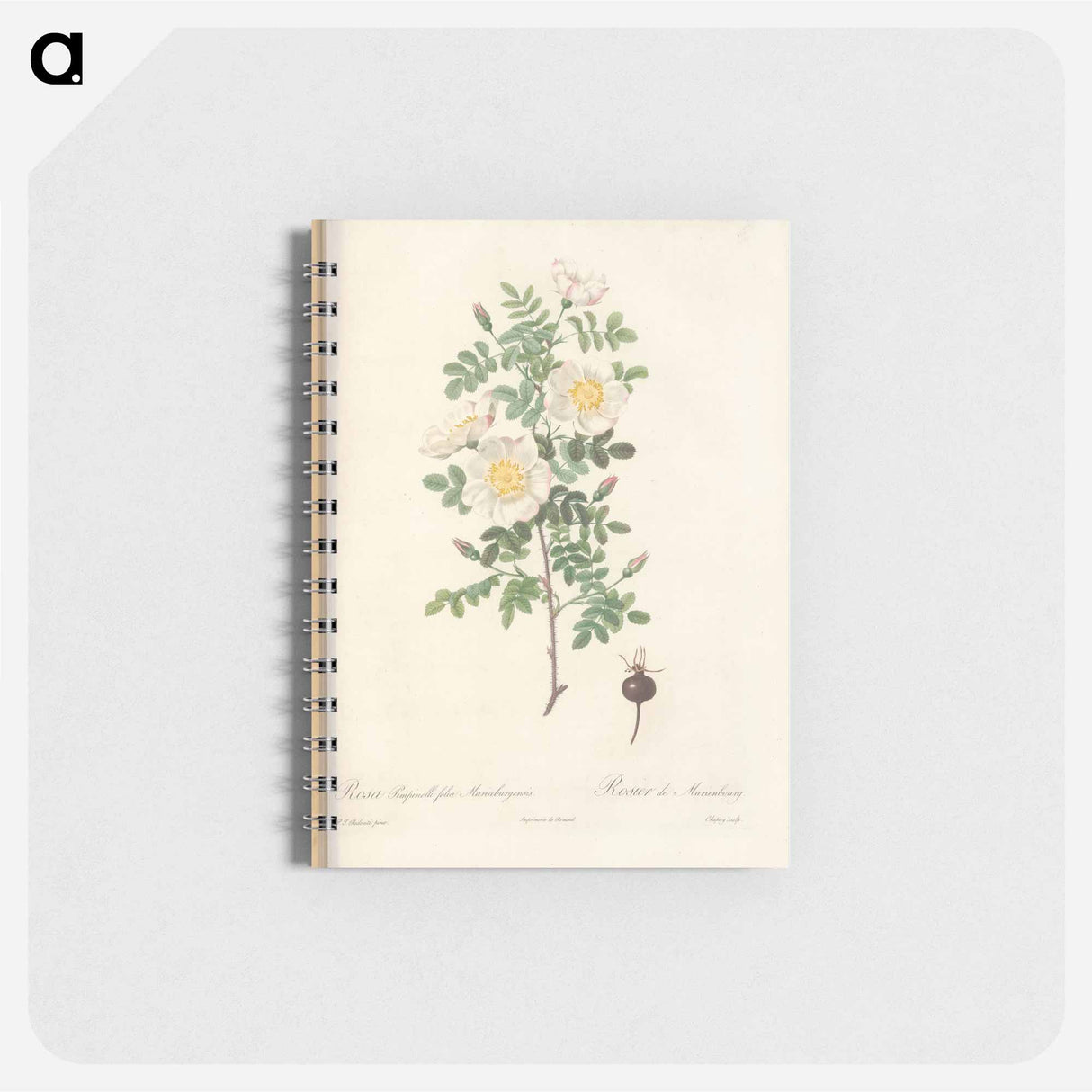 Rose illustration - ピエール ジョゼフ ルドゥーテ Memo.