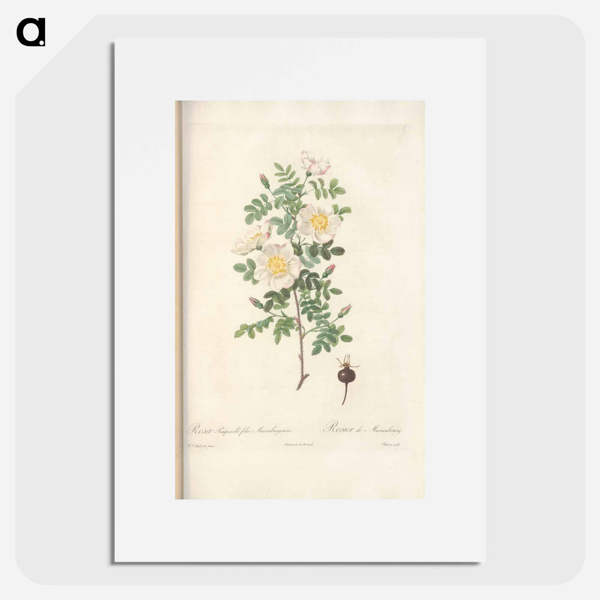 Rose illustration - ピエール ジョゼフ ルドゥーテ Poster.