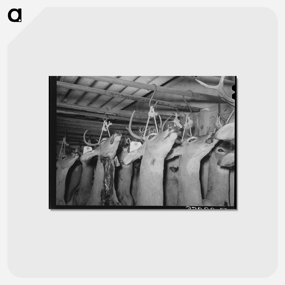 アートポストカード-Heads of Deer
- ラッセル リー Postcard.