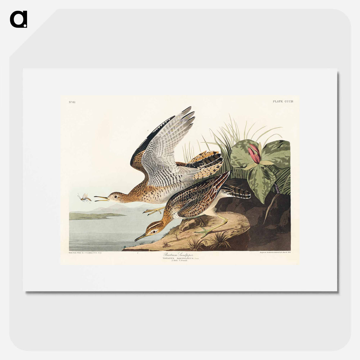 アートポスター-Bartram Sandpiper from Birds of America
- アメリカの鳥たち Poster.
