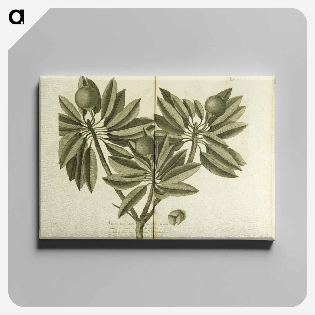 アートパネル-Nispero, Naseberry, or Sappatilla Tree
- 国立医学図書館 Canvas.