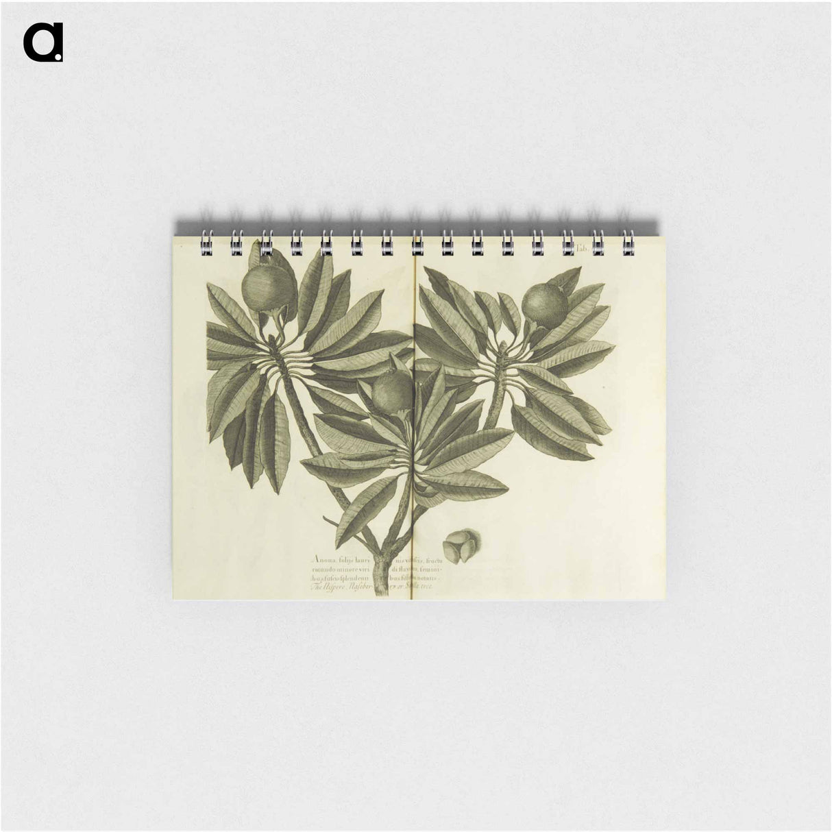 アートメモ帳-Nispero, Naseberry, or Sappatilla Tree
- 国立医学図書館 Memo.