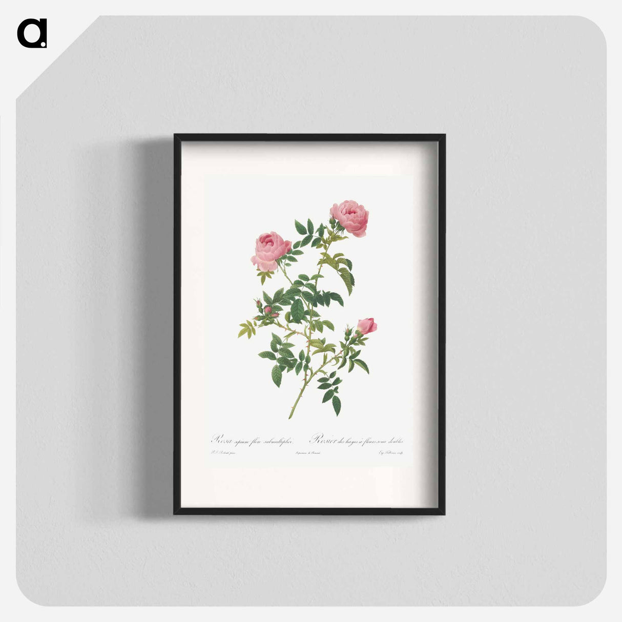 Hundred-petalled English Rose - ピエール ジョゼフ ルドゥーテ Poster.