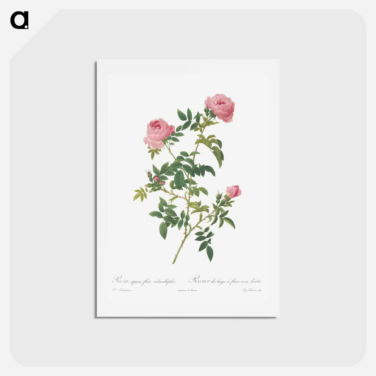 アートポストカード-Hundred-petalled English Rose - ピエール ジョゼフ ルドゥーテ Postcard.