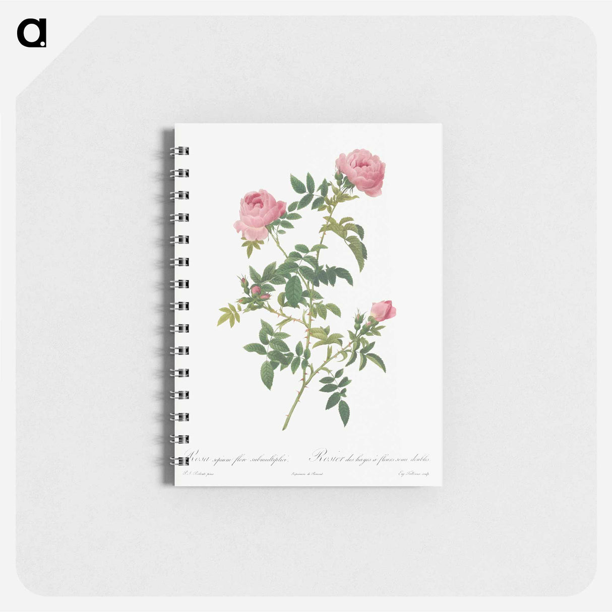 アートメモ帳-Hundred-petalled English Rose - ピエール ジョゼフ ルドゥーテ Memo.