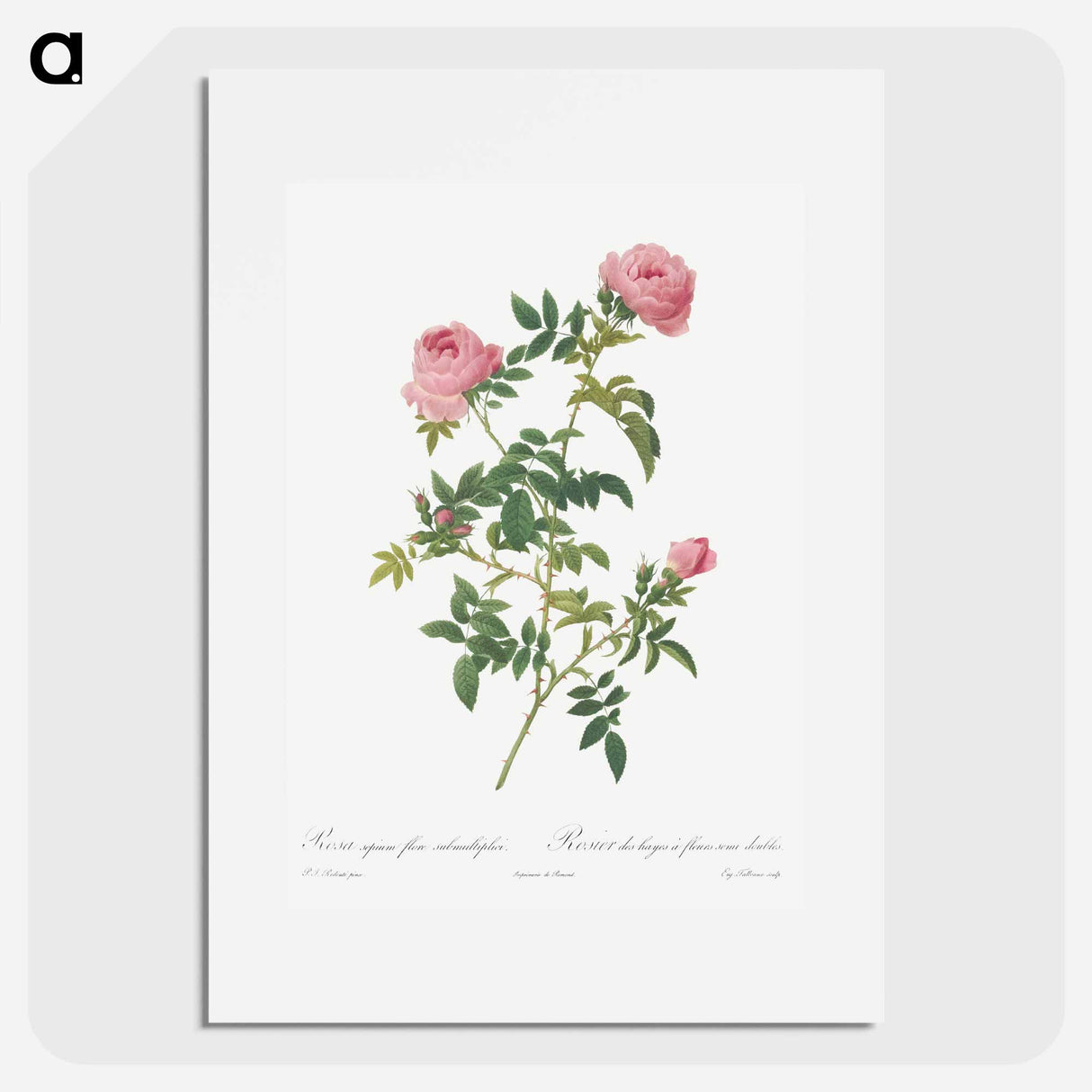 Hundred-petalled English Rose - ピエール ジョゼフ ルドゥーテ Poster.